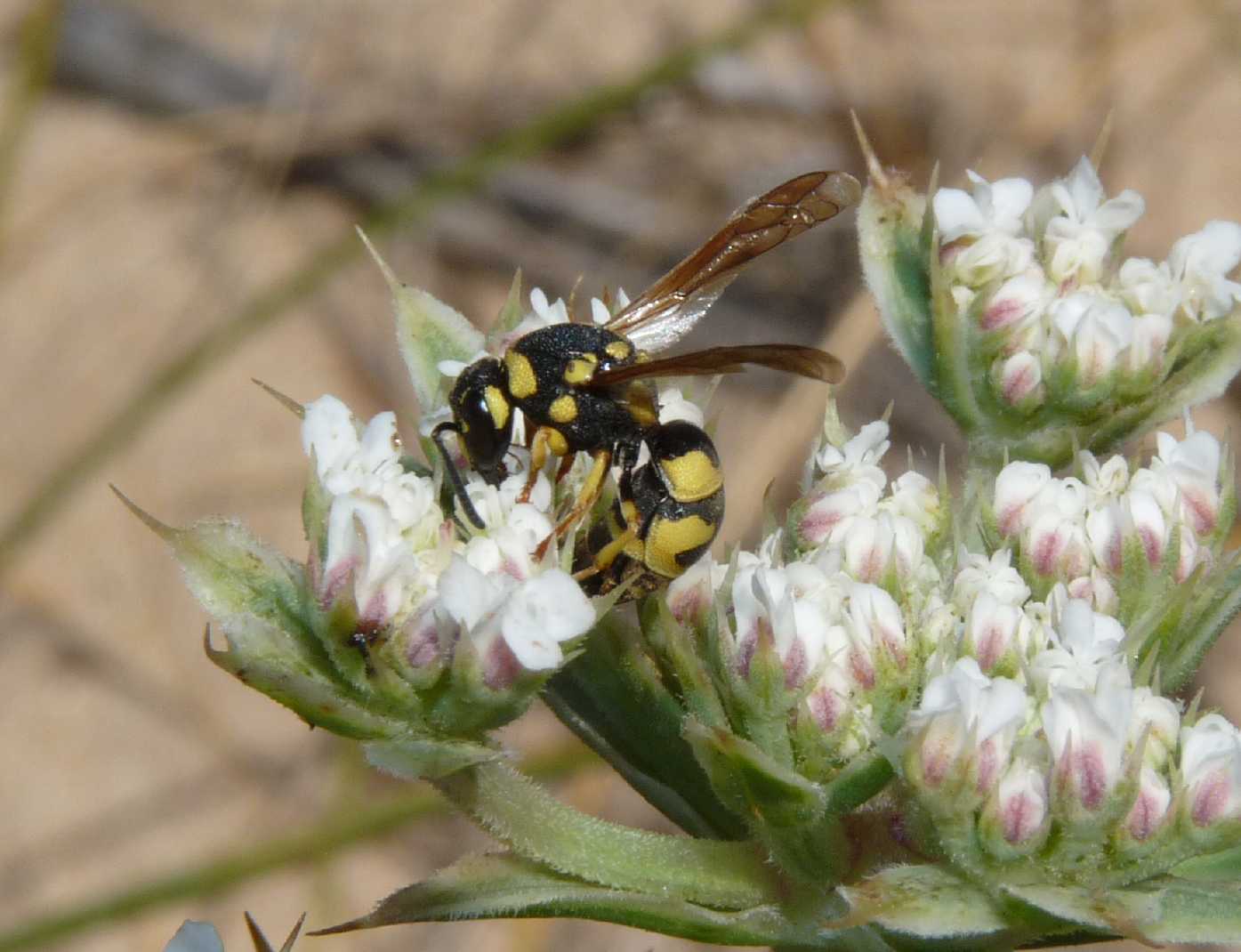 Parodontodynerus ephippium.
